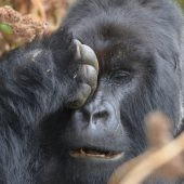  Bushokoro, Silverback Gorilla 3 (Congo)